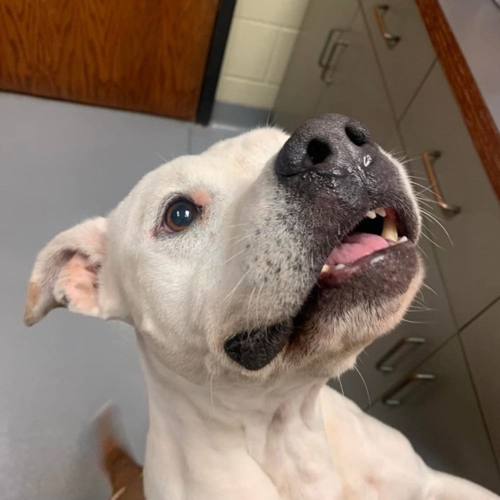 Animal Rescue/ Host - Picture 10 of 12